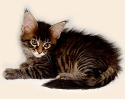      Catsvill County
